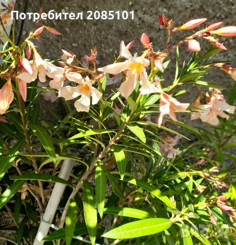 Зокуми, снимка 3 - Градински цветя и растения - 54990863