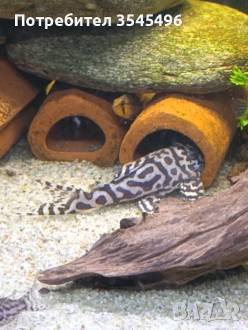 L236 SW, снимка 2 - Рибки - 53978623