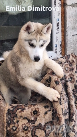 сърпродавам Сибирски Хъскита и Аляски маламут на 3 месеца , снимка 2 - Хъски - 53236382