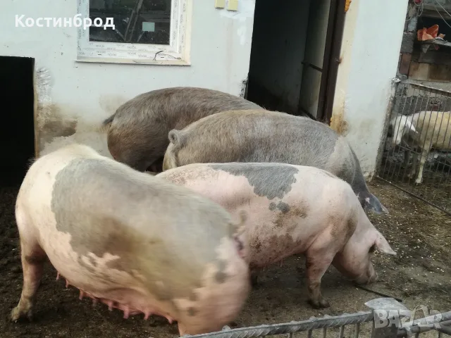 ПРАСЕТА 70 - 100 КИЛА. АКЦИЯ - ОТ 450 ЕВРО., снимка 10 - Прасета - 55636122