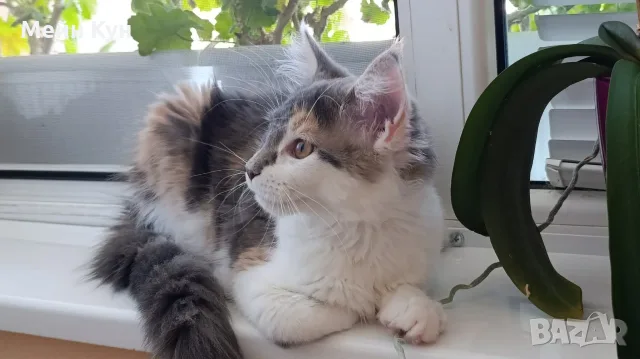 Женско коте Мейн кун, снимка 3 - Мейн кун - 55354403