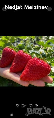 ЯГОДИ ПЛОД, снимка 3 - Домашни продукти - 54558810