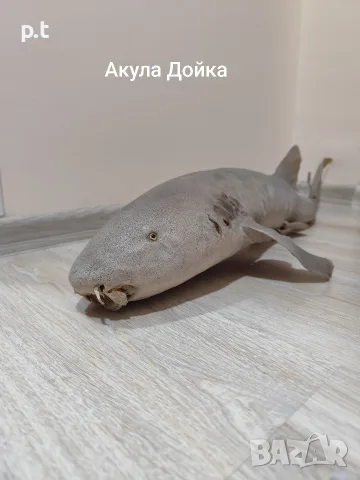 Препарирани акули , снимка 3 - Други животни - 55673868