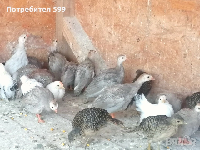 малки токачета на 2 месеца