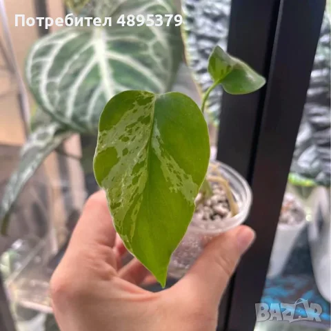 Добре вкоренена "Monstera Bulbasaur Variegata", снимка 6 - Стайни растения - 55395600