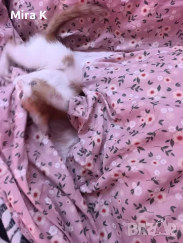Малки  Котета момиченца, снимка 7 - Други - 55589346