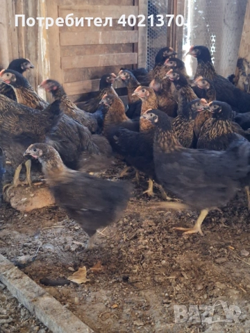 Пилета супер харко, снимка 3 - Кокошки и пуйки - 54333137