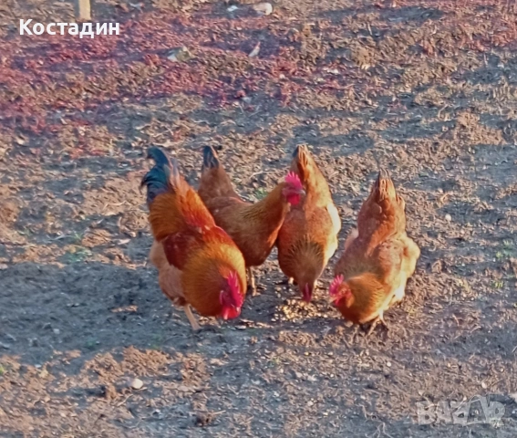кокошки нюхемпшир , снимка 3 - Кокошки и пуйки - 54648501