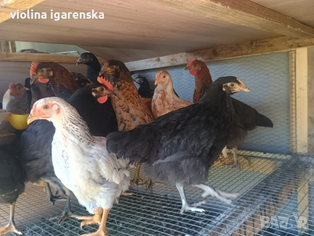 ярки и пилета , снимка 3 - Кокошки и пуйки - 54261403