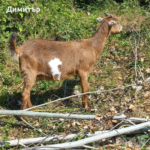 продавам 3 кози и 4 ярета, снимка 14 - Кози - 54900014