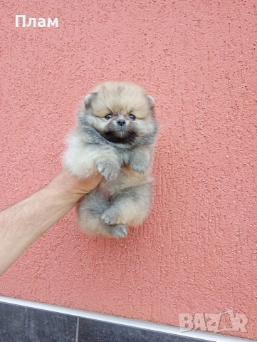 Мъжки Померан, снимка 3 - Померан - 54354486