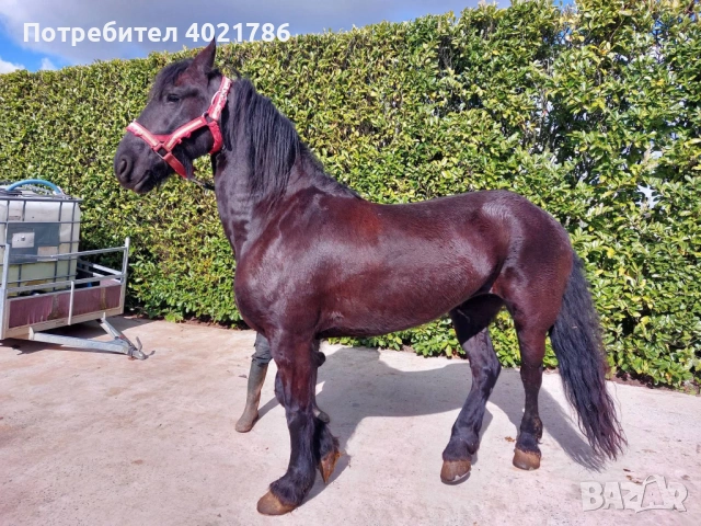 Фризийска кобила с родословие , снимка 4 - Коне - 54481618
