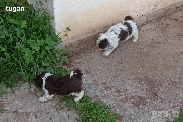 Бебета Лагото Романьоло / Lagotto Romagnolo, снимка 2 - Други - 54303243