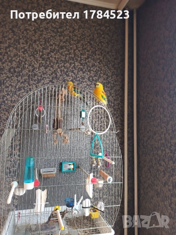 Мъжки поен папагал, снимка 6 - Папагали - 54084418