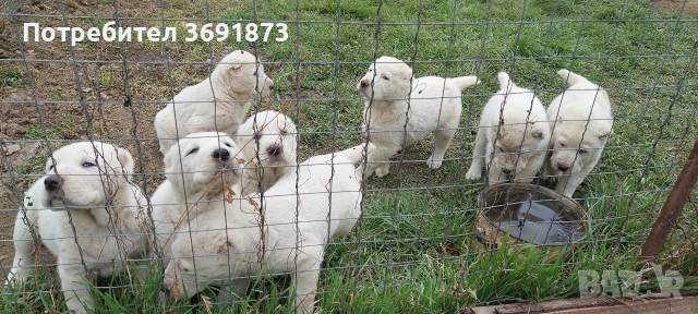 алабайчета чистокръвни, снимка 13 - Алабай - 54087010