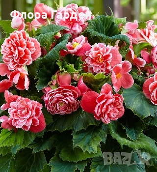 БЕГОНИЯ - Грудки, снимка 13 - Сортови семена и луковици - 49235759