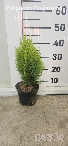 Туя "Ауреа нана" , снимка 2 - Градински цветя и растения - 55609038