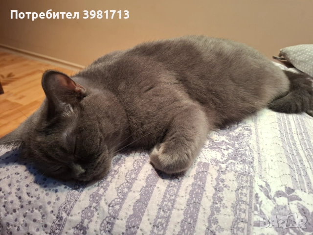 Британски късокосмести котенца , снимка 2 - Британска късокосместа - 54573832
