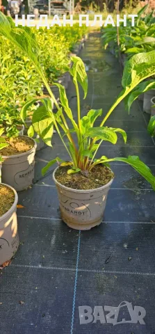 Eхинацея (Purpurea, Purpurea Magnus), снимка 3 - Градински цветя и растения - 55648863