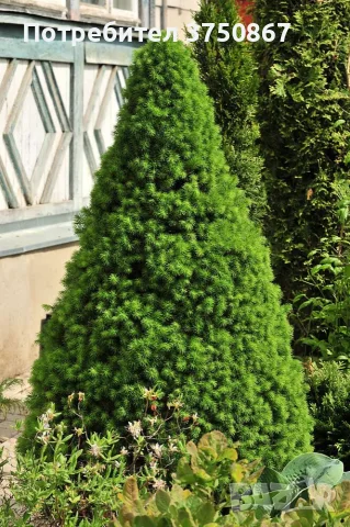 🌲🌲🌲 Picea glauca 'Conica' – Декоративен смърч Коника (джудже)
