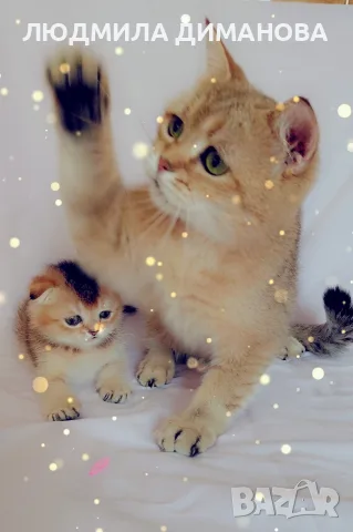 Шотландско мъжко Скоттиш Фолд. , снимка 3 - Британска късокосместа - 55413956
