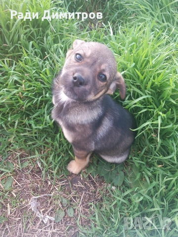 ПОДАРЯВАМ КУЧЕНЦА, снимка 9 - Други - 54158083