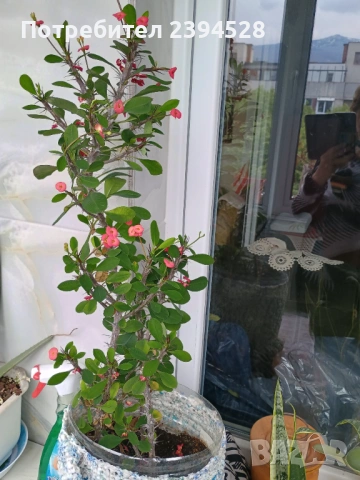 Продавам цвете Исусов венец