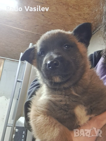 Малиноа си търсят нов дом, снимка 4 - Други животни - 54240140