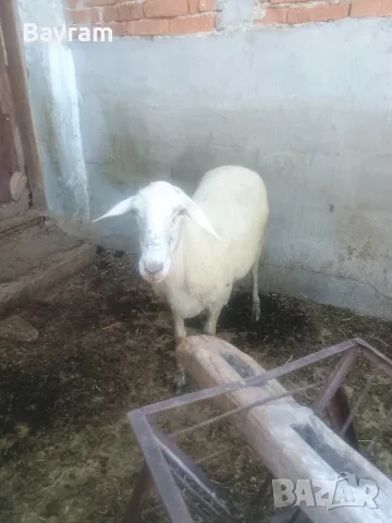 продавам овце ..