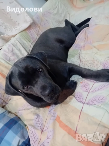 Кане Корсо на 10месеца , снимка 3 - Кане корсо - 54180047