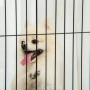 PawHut Дървена предпазна врата за кучета, снимка 4