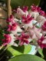 Hoya Хоя Patricia, снимка 1
