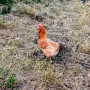 кокошки различни породи, снимка 1