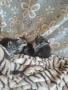 Ангорски котки, снимка 18