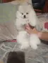 Померан  момченце, снимка 5
