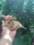 Чистокръвни мини чихуахуа , снимка 1
