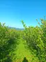 Арония плод реколта 2026 г., снимка 3
