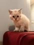 Британски Котета, снимка 5