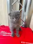 Продават се 2 шотландски клепоухи и едно британче, снимка 2