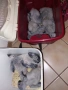 Кралски жака ръчно хранени от Zoo ЛУКС Аратинга Русе , снимка 4