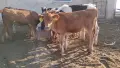 продавам женско жарсе, снимка 1