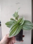 Традесканция, tradescantia albiflora Giant, снимка 1