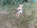 мъжки чихуахуа. , снимка 1