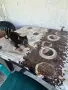 продавам мини пинчерче женско, снимка 5