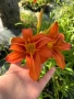 🧡🌿🧡 Хемерокалис (Hemerocallis) , снимка 1