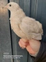 Пъдпъдъчи яйца, оплодени и за консумация , снимка 4