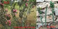 Градински студоустойчиви кактуси, снимка 2