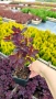 Червенолистна Смрадлика, Cotinus Royal purple или още Тетра!!!, снимка 10