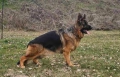 Немски Овчарки ДОСТАВКА, снимка 5