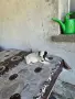продавам женско джак ръселче, снимка 5